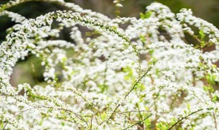 雪柳怎么养（雪柳怎么养护可以开满花）