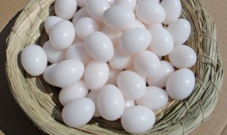 鸽子蛋的功效与作用 鸽子蛋的功效与作用、禁忌和食用方法