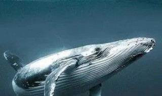 鲸鱼的祖先（鲸鱼的祖先长什么样子图片）