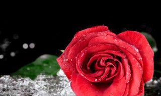 玫瑰花的特征 玫瑰有哪些品种