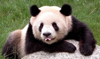 中国大熊猫分布在哪里（大熊猫在中国的分布）