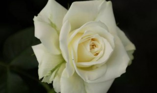 白玫瑰怎么养（玫瑰花的种植方法及养护）