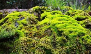 苔藓怎么种植（鲜苔藓怎么种植）