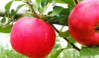 苹果树种植方法 苹果树种植方法及过程