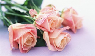粉色玫瑰的花语（粉色玫瑰的花语是什么）