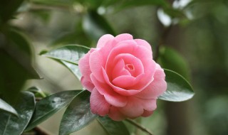 九朵粉色玫瑰花代表什么意思 九朵粉色玫瑰花代表什么意思啊