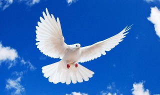 和平鸽象征的意义 和平鸽象征着什么意义有什么感悟