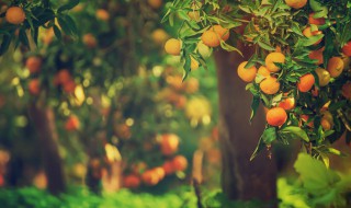 确定果树施肥量的方法有哪些 简述果树施肥时期确定的依据及常用的施肥方法