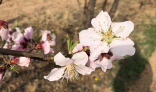 梨树疏花的最佳方法 梨树如何疏花疏果