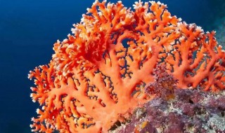 榔头珊瑚的养殖方法（榔头珊瑚怎么养）