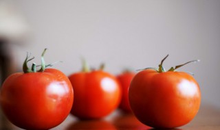 初恋番茄的种植方法 初恋番茄种子