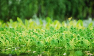 绿藻是赤潮生物吗 绿藻是赤潮生物吗为什么