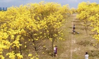 松山湖的黄花风铃木在哪里 东莞松山湖黄花风铃木花期