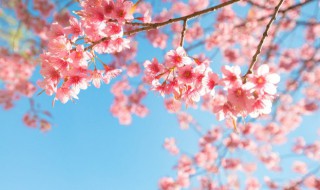 关于樱花最出名的诗句有哪些 樱花的著名诗句