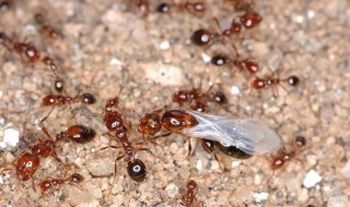 红火蚁用什么药可以杀死 红火蚁用什么药可以杀死蚂蚁