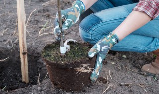 矮化苹果苗怎样栽植（矮化苹果苗怎样栽植深度最好）