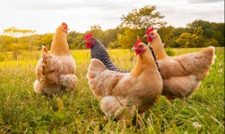 大型斗鸡的养殖方法 大型斗鸡养殖场