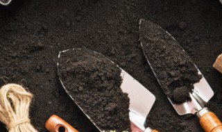 地皮菜人工种植方法 地皮菜种植技术视频