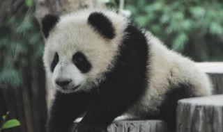 大熊猫的外貌及性格特点 大熊猫的外貌及性格特点是什么英语