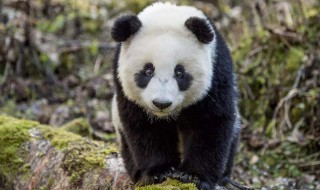 大熊猫的咬合力是多少 大熊猫的咬合力是多少磅