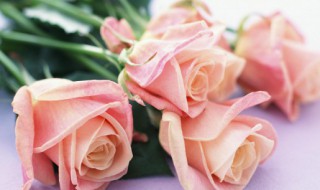 19朵玫瑰代表什么 19朵玫瑰代表什么爱情暗示
