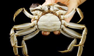 螃蟹吃啥东西维持生命 很小的小螃蟹吃什么