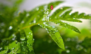 谷雨节气的相关资料（谷雨节气的相关内容）