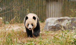 大熊猫走路方式（大熊猫走路方式是内八字还是猫步）