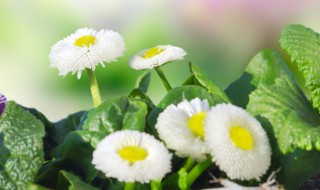 小雏菊需要深水醒花吗（小雏菊需要用水养吗）