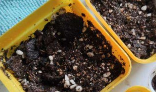 多菌灵拌土后能马上种植物吗 土壤消毒杀菌用什么药最好