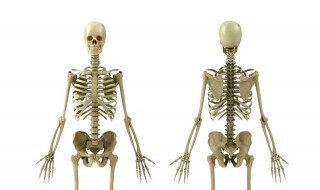 上肢骨骼共有多少块（上肢骨骼共有多少块肌肉）