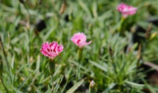 石竹一年开几次花（绣球石竹一年开几次花）