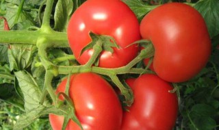 番茄是单子叶植物还是双子叶植物 如何判断单子叶和双子叶植物
