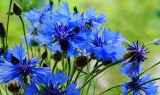 蓝色矢车菊的花语和寓意 什么花的花语是疯子
