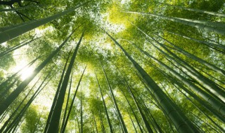竹子的土培养殖方法（竹子的土培养殖方法和技术）