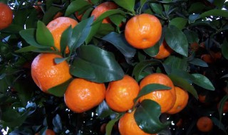 柑橘开春用什么肥料（柑橘开春用什么肥料好）