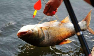 野河鲢鳙鱼的技巧 学校节约粮食年度工作计划