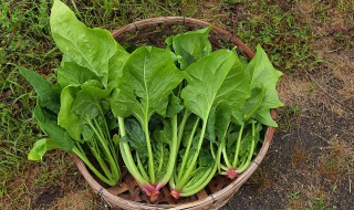 菠菜猪血能一起吃吗（菠菜猪血汤的做法）