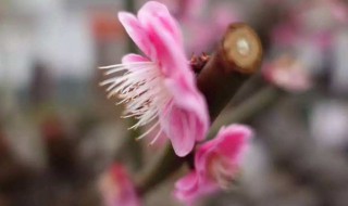 花朝节是哪一天（寒食节是哪一天）