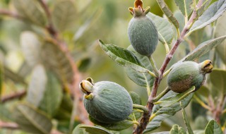菲油果如何养殖殖 菲油果的种植栽培技术:菲油果几年结果?