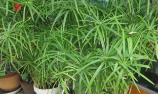 盆栽台湾竹的养殖方法（台湾竹的养护方法）