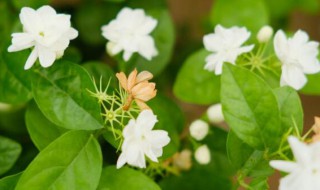 茉莉花可以在家养殖吗 茉莉花可以在家养殖吗冬天