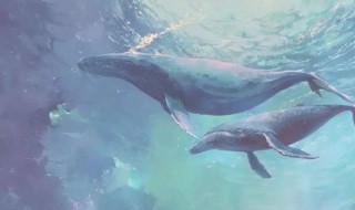 鲸鱼在爱情里的寓意 鲸鱼在爱情里的寓意