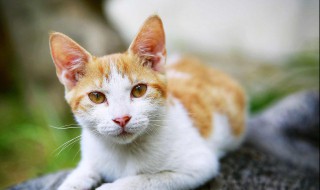 猫吃蛋黄的好处和坏处 养猫的人容易得15种病