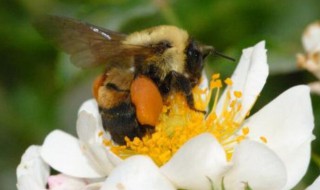 黑蜂花粉的功效与作用 黑蜂花粉怎么吃