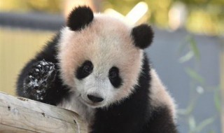 日本出生大熊猫香香回国再延期（日本大熊猫回国饲养员哭了）