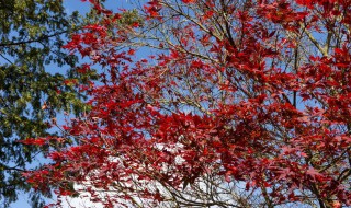 鸡爪槭和红枫哪个贵二者有什么区别 红枫和鸡爪槭哪个适合栽在庭院里
