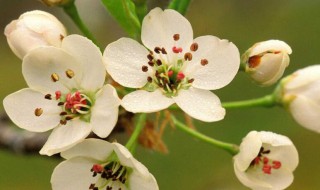 绿梅花和白梅花的功效与作用（绿梅花和白梅花的功效与作用一样吗）