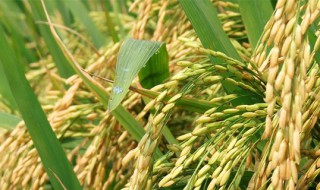 草本植物种类有哪些（草本植物种类有哪些图片）