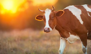 奶牛家庭养殖方法 奶牛家庭养殖方法有哪些